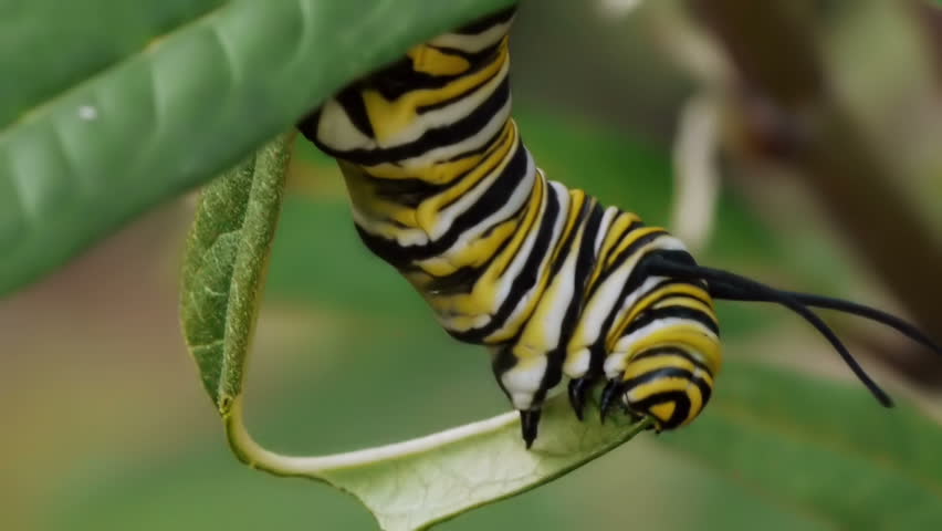 Monarch Caterpillar On Milk Weed Plant Eating Leaf hanging on.