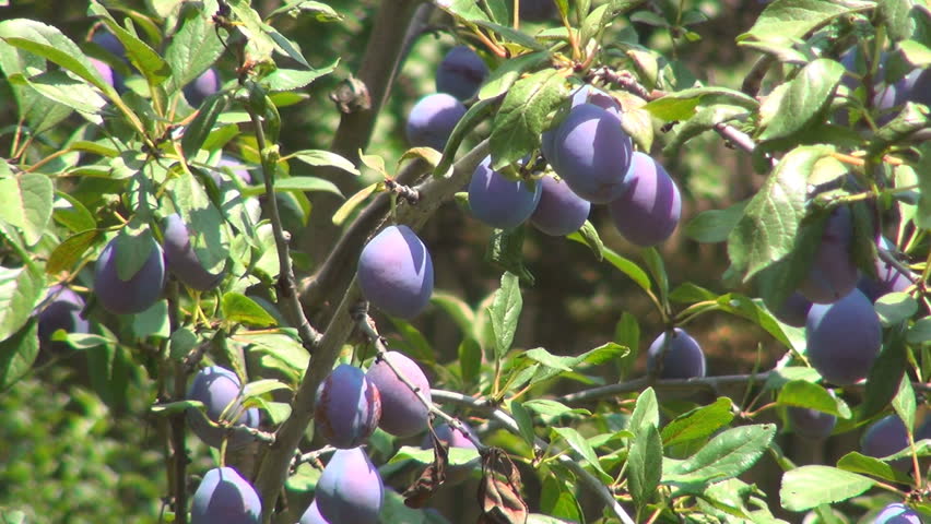Plum Orchard, Plum Tree, Branches of Plums, Ecological Plums, Organic Fruits 
