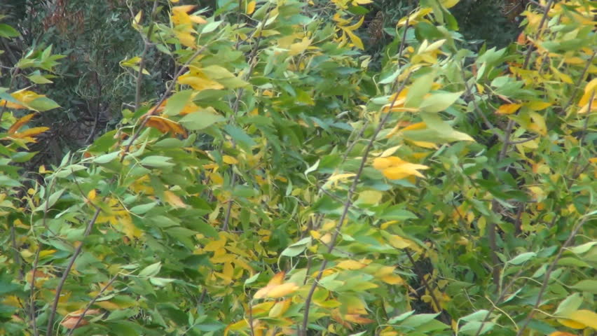 Autumn, Windy Autumn Foliage, Autumn Foliage in the Wind