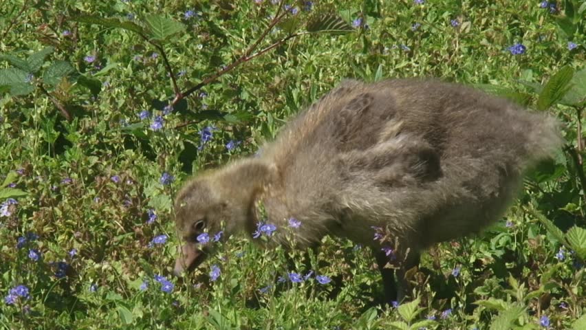 greylag goose (anser anser) chick grazes in natural habitat