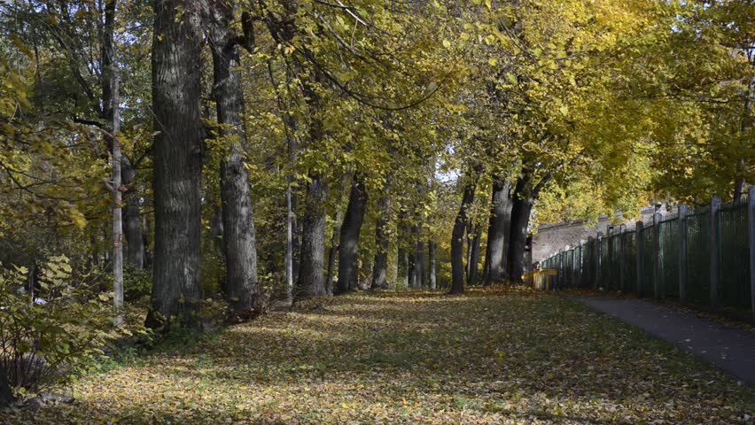 Colorful leaf fall in autumnal park, Riga, Latvia, Europe