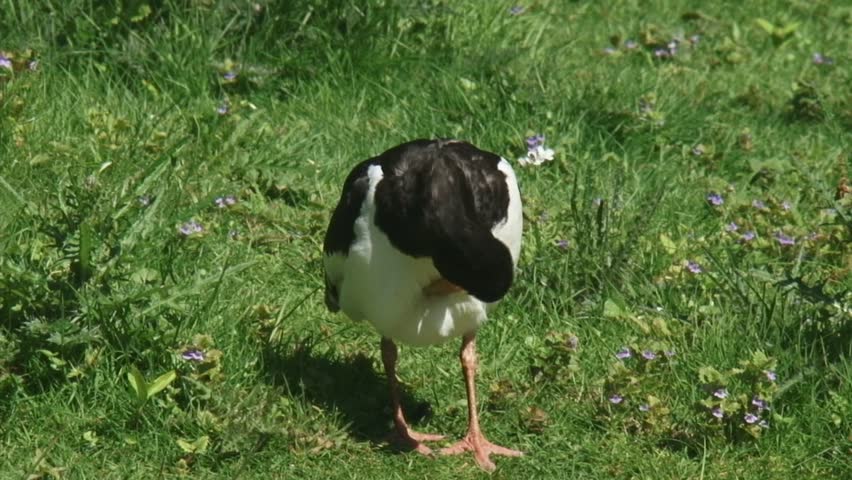 Eurasian Oystercatcher (Haematopus ostralegus) grooming in natural habitat, 2 other oystercatchers walk past and walk out of shot. The oystercatcher is a familiar sight in Holland.