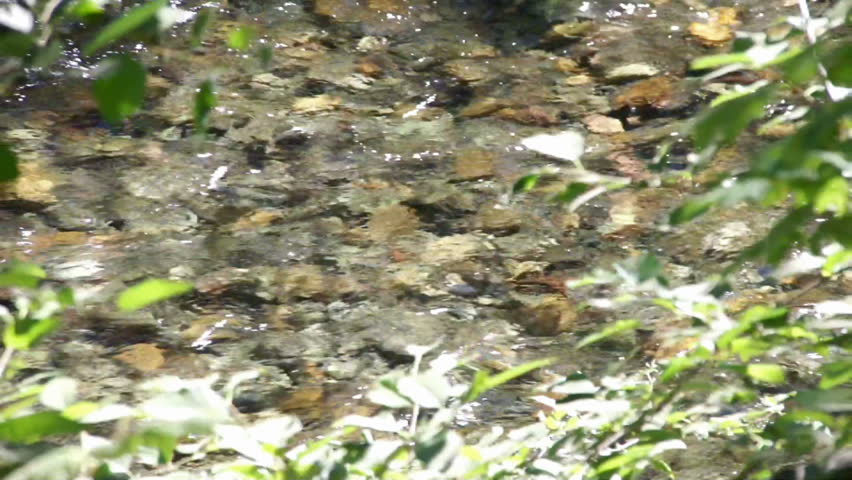 Forest stream and river rocks 		Mount Rainier National Park
