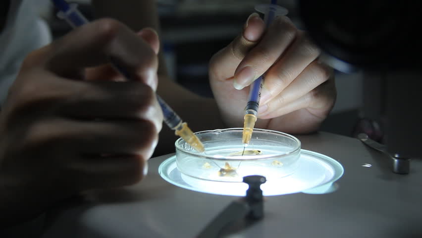 A girl is preparing of animal specimens.The bone specimen is hard to prepare.