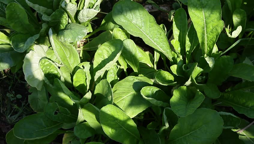 ternip grow in the field, the white root already showing up above the earth
