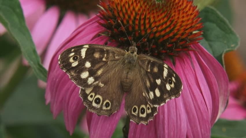 Speckled Wood (pararge aegeria) butterfly feeds on nectar of echinacea purpurea - dorsal view