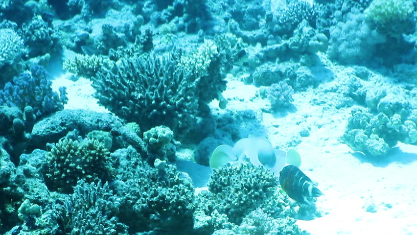Bluespotted ribbontail ray, swimming, Red Sea, Egypt. 