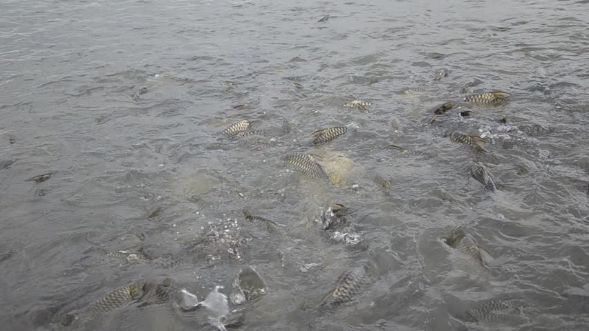 Silver Barb in the plentiful marsh of Thailand, which is near Chao Phraya river.