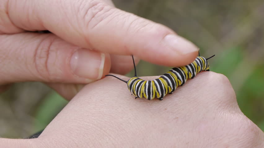 Female hands caressing Monarch Caterpillar.  Work Excretes after stimulation.