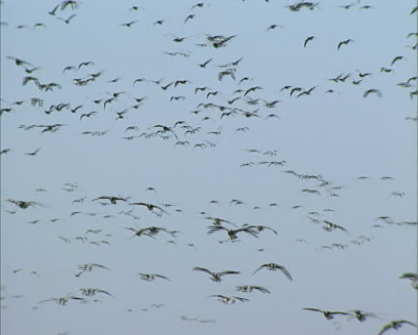 Flock of migrating Barnacle geese (Branta leucopsis) in flight against blue sky