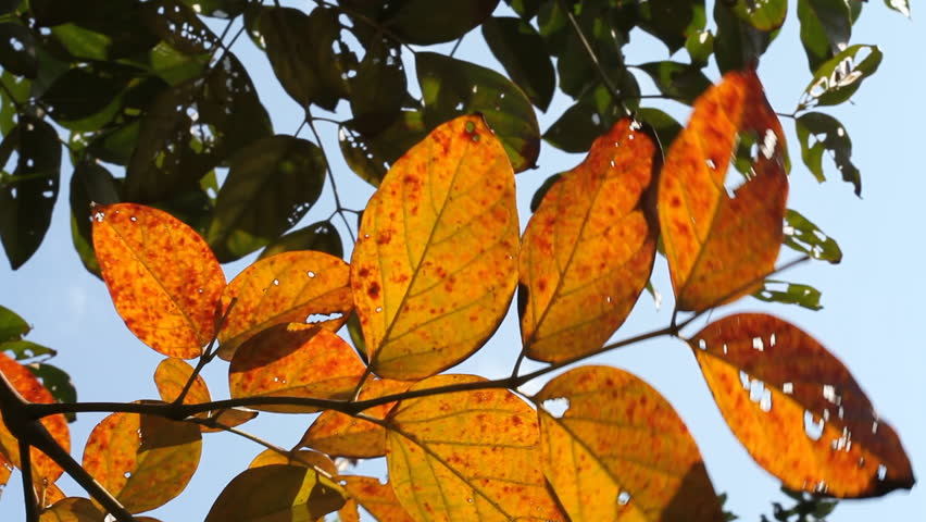 Yellow leaves sway