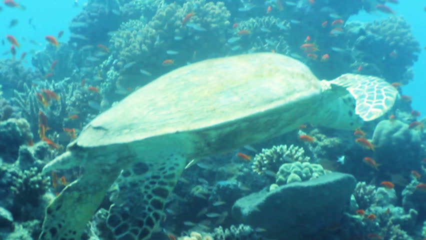 Hawksbill sea turtle (Eretmochelys imbricata) on the reef, Red Sea, Egypt. 