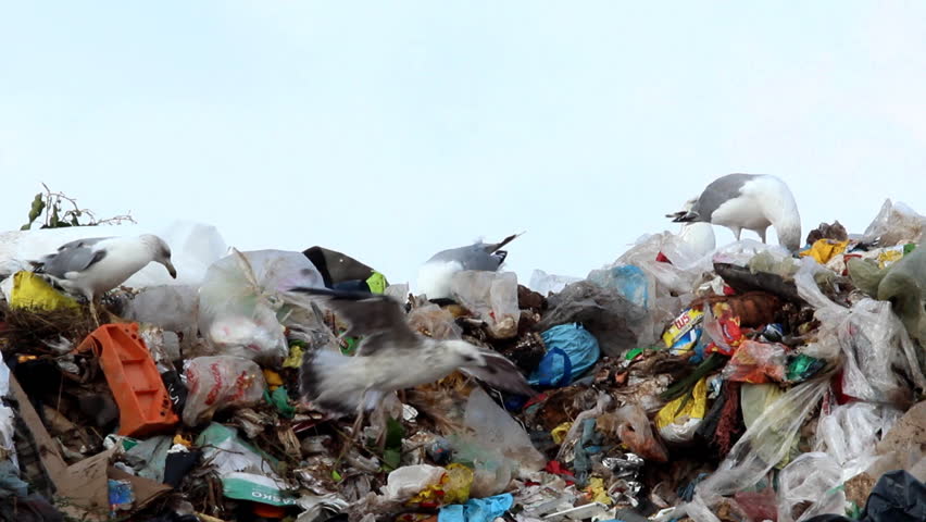 Garbage on cloudy day

Description: Seagulls on landfill on a cloudy day
