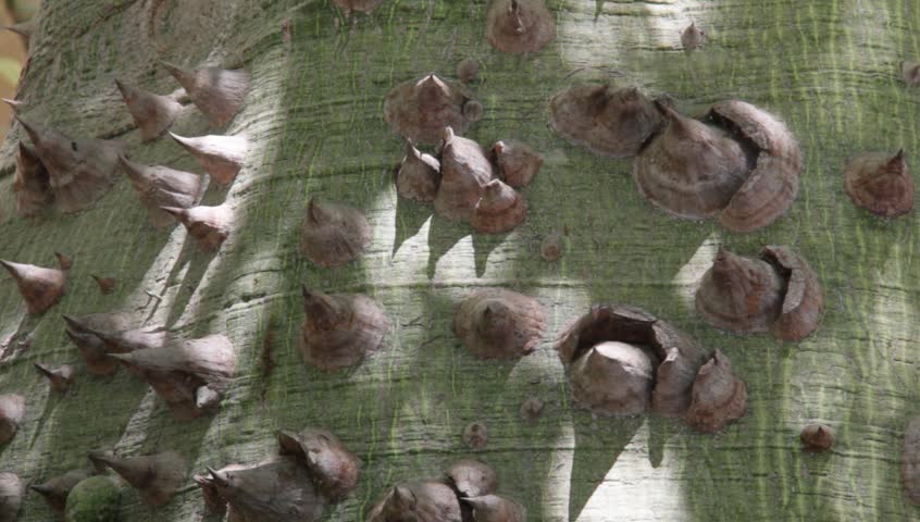 Thorns on the trunk of Ceiba tree