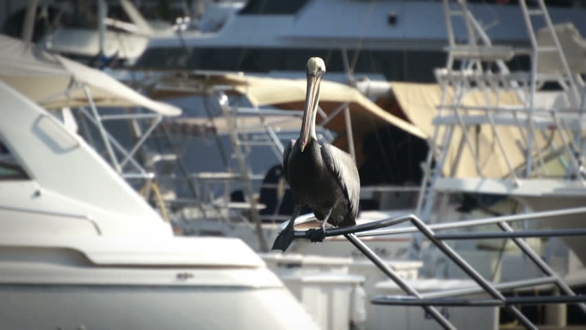 A Pelican sitting on boats railing