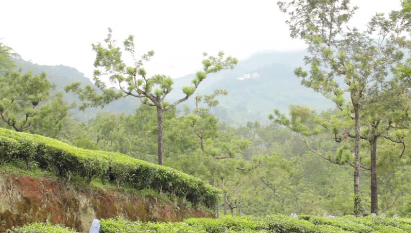Tea plantations. Munnar, Kerala, India 