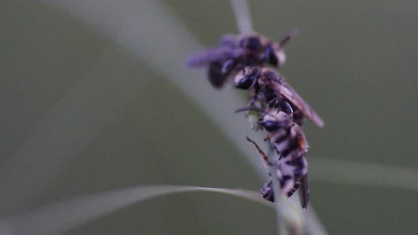 small worker bees is resting on the grass branch in the evening