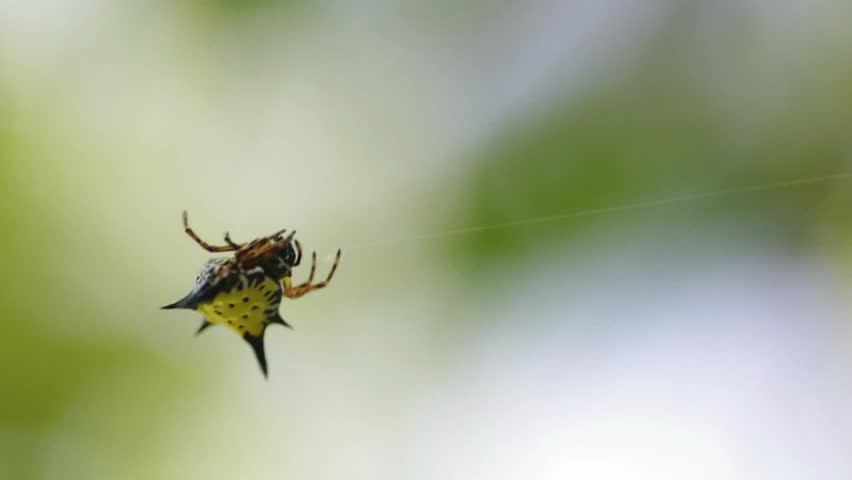A star spider on the web with wind blow