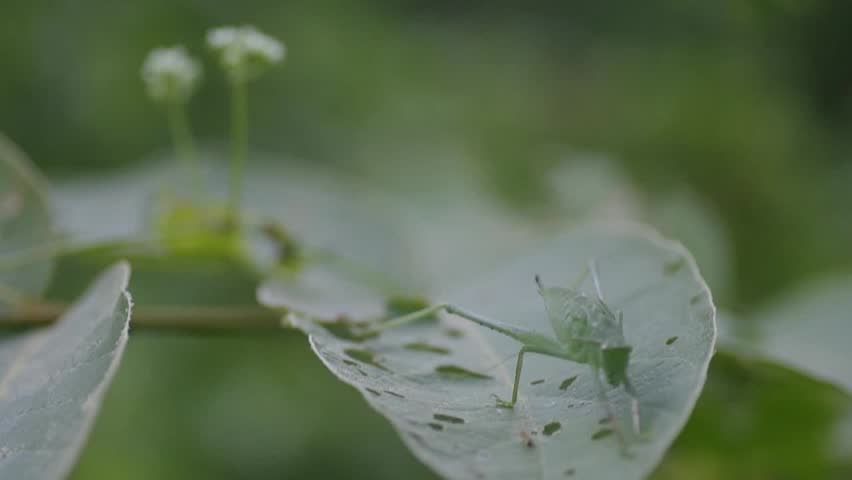 A katydid is resting on the leaf with the wind blow in the evening