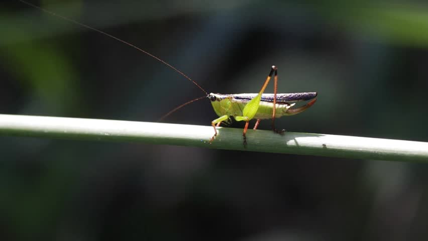 A grasshopper exercise in the morning