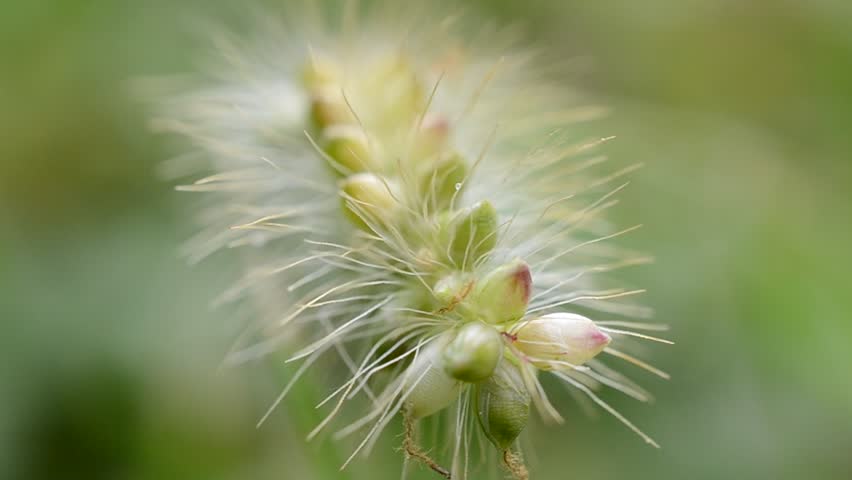 Seeds of a grass, macro.