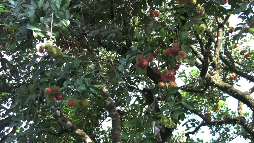 A zoom shot of ripe Rambutan fruit in an orchard in Chantaburi, Thailand.