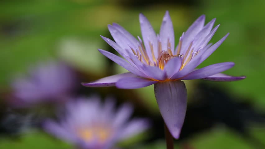 Honey Bee Macro, Purple Water Lily, Slow Motion