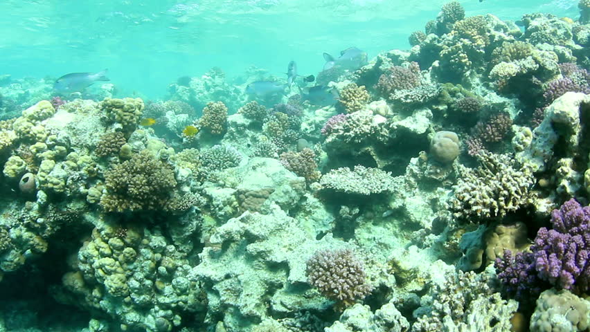 Shoal of Sea goldie, swimming around a coral reef in the Red Sea.