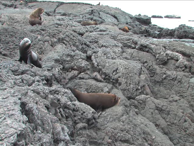 Fur sea lions are not commonly found in the Galapagos archepelago. They generally sleep during the day and they swim and hunt at night.  They were nearly hunted to extinction by whalers.