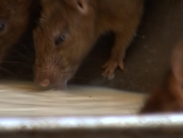Women in sari and rats