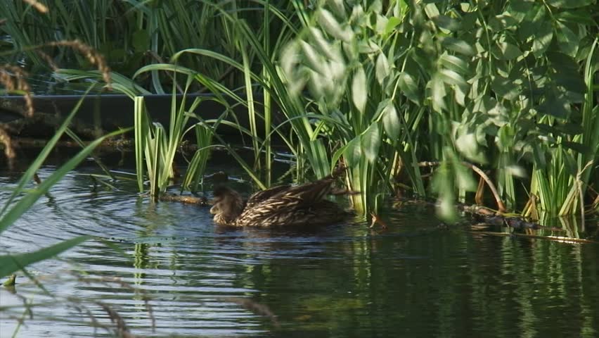 Wild Duck female grooming plumage floats in pond - mallard - anas platyrhynchos