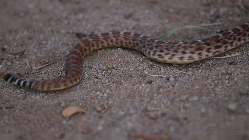 A young western diamondback rattle snake slithers through the sandy frame