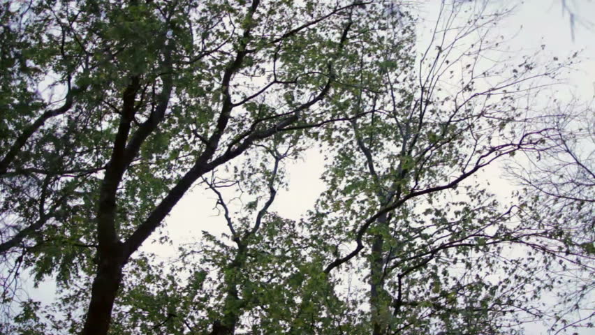 Trees caught in a storm