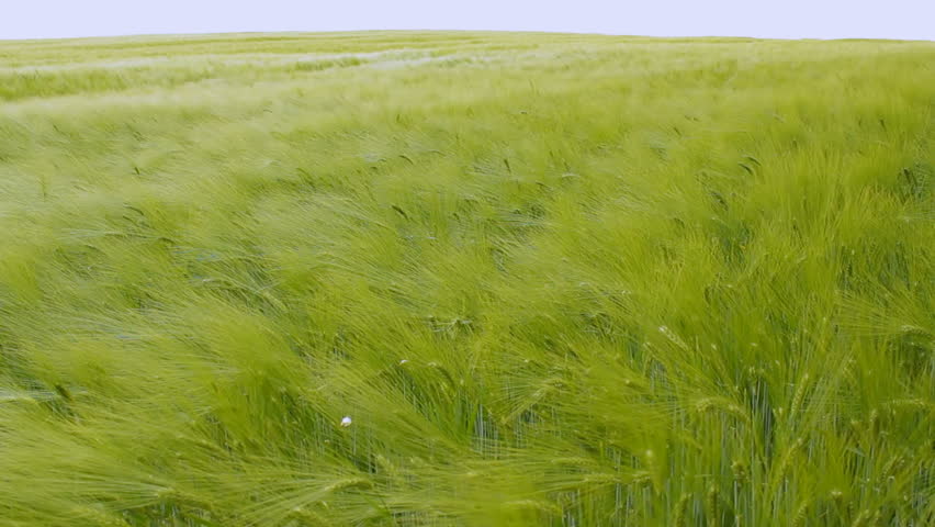 Green wheat swaying in the breeze