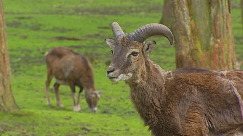 European mouflon ewe - Ovis aries orientalis - lon camera, medium shot
