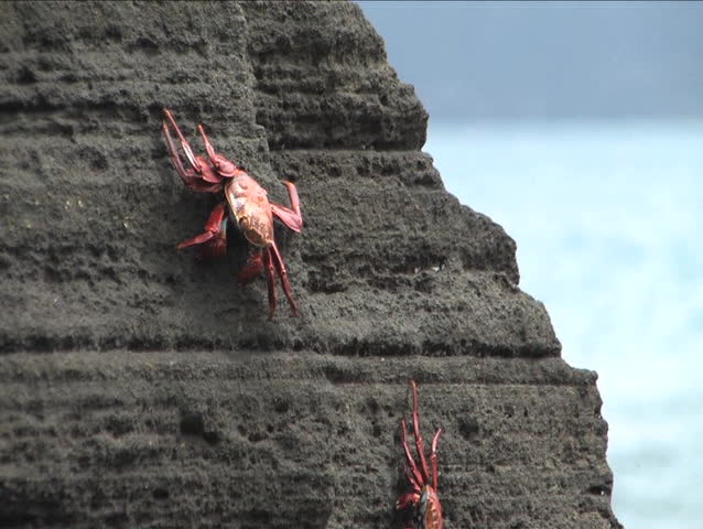 Sally Lightfoot Crab on the Galapagos Islands