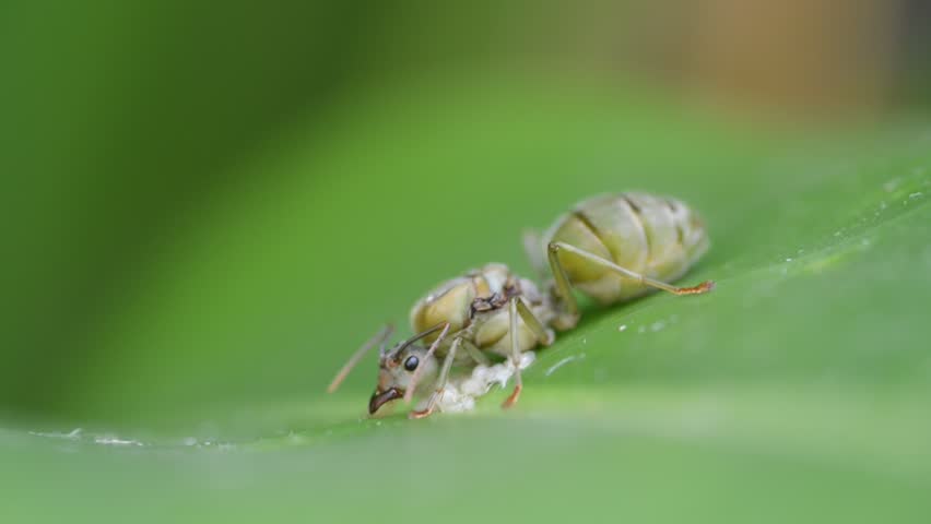 Giant ant protecting its eggs