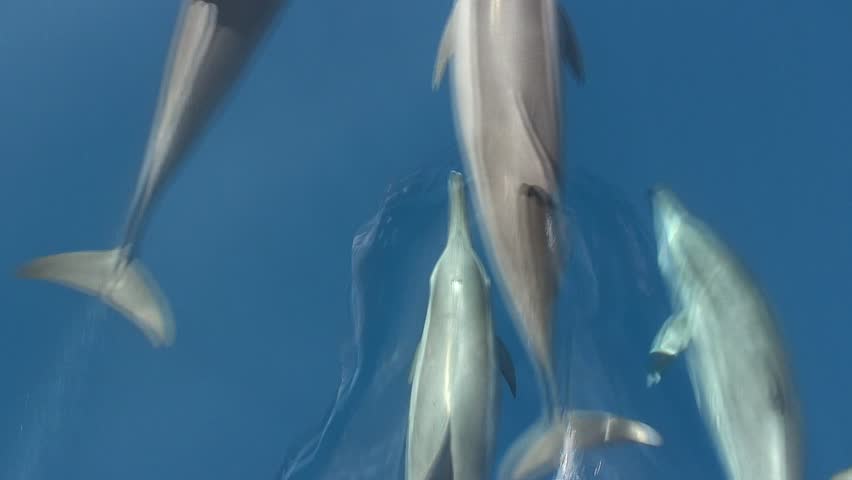 Dolphins