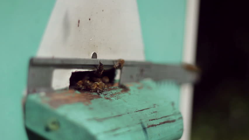 Group of honeybees flying into a beehive