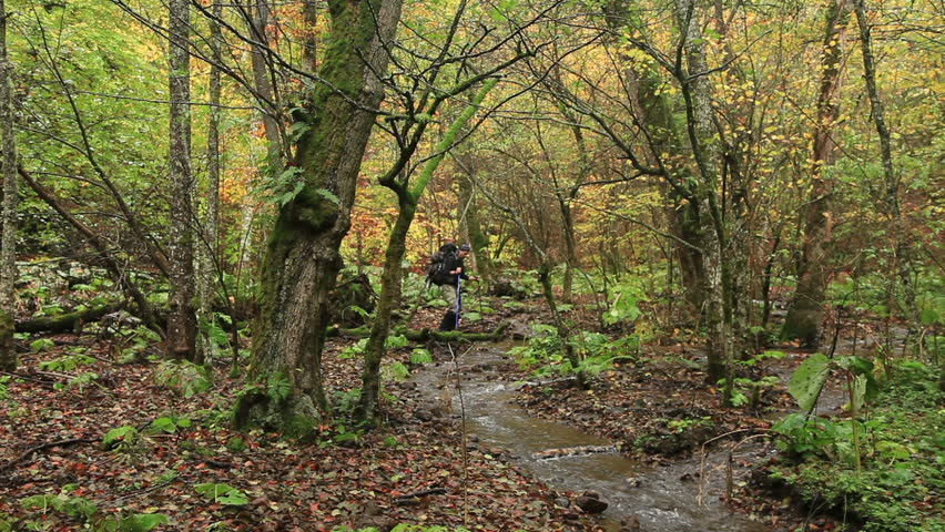 adventurer exploring the forest