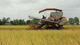 Harvesters, Combine Grain on farm during harvest at rice field