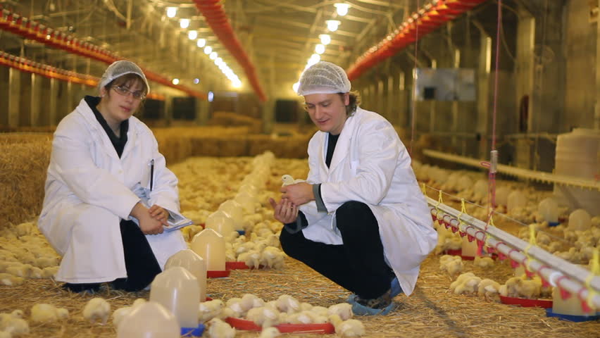 Chicken farm - farmer and female veterinarian controlling the production of poultry, baby chicken