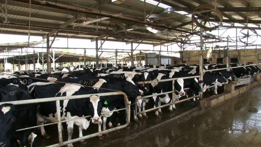 Washing & refreshing cattle