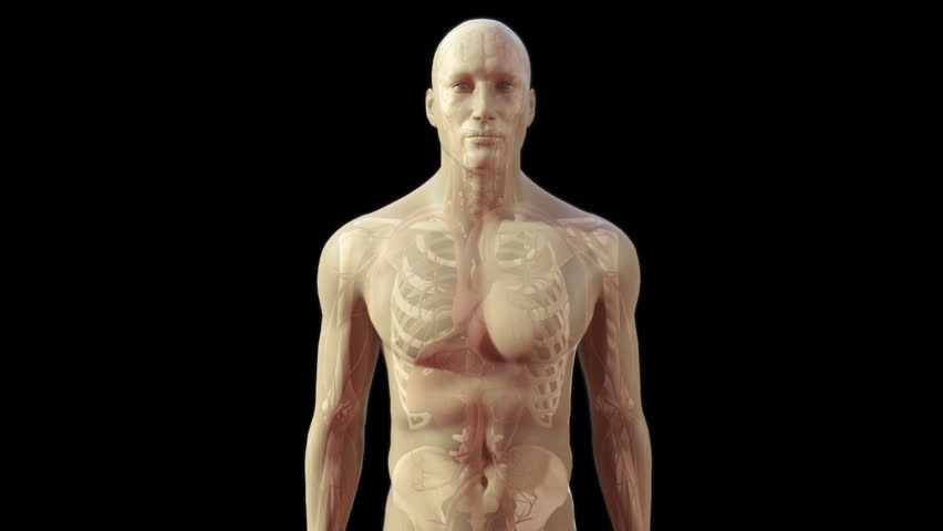 Zoom In To 3D Cg Human Male Close Up Of Chest Wall Thorax See Through