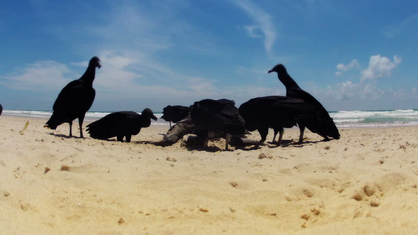 Time-lapse of Wild Turkey Vultures (Cathartes aura) eating Dead Turtle on the Beach