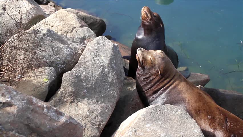 California Seals commonly called Sea Lions in Morro Bay, California, USA 