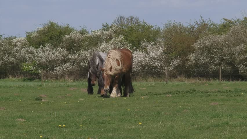 Belgian draft horses grazing in typical Dutch river landscape. Blackthorn flowering in background.