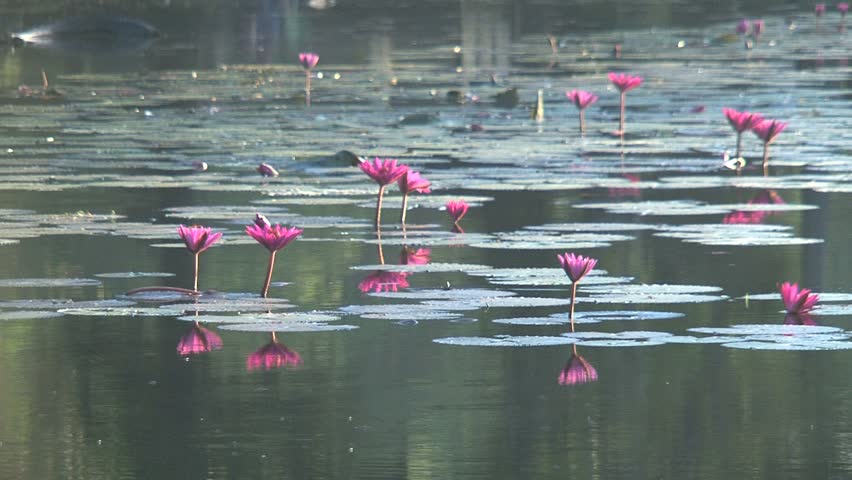 Ankor wat Lotus flowers in the lake, Siem Reap, Cambodia