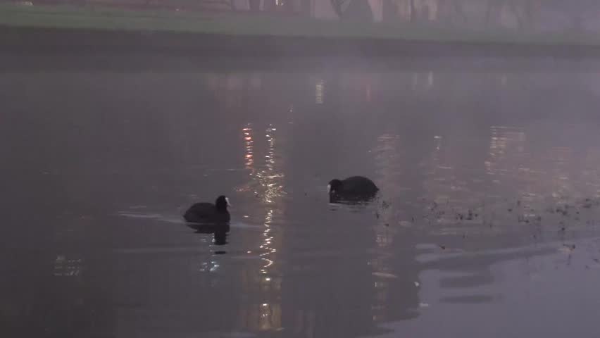 Two ducks with white beak float on the pond in search of food