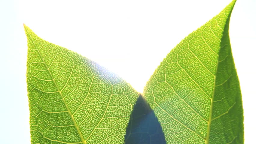 Macro shot of green leaves and sunshine